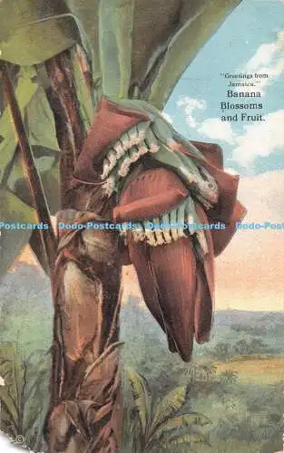 R407248 Grüße aus Jamaika Bananenblüten und Früchten A Duperly