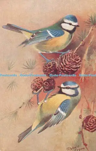 R404808 Blaumeise Parus Coeruleus Obscurus R S Kunstpresse