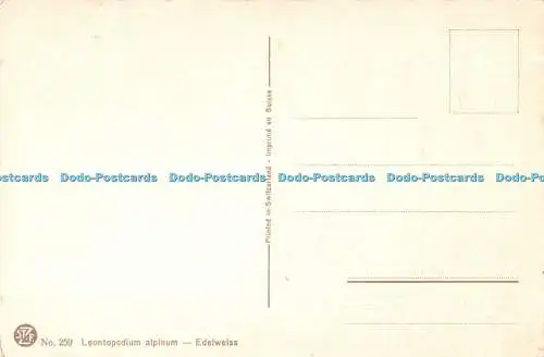 R406438 St Z F No 259 Leontopodium alpinum Edelweiß