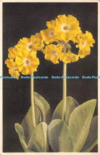 R406601 St Z F No 209 Primula auricula Garden Auricula Auricule Gartenaurikel J