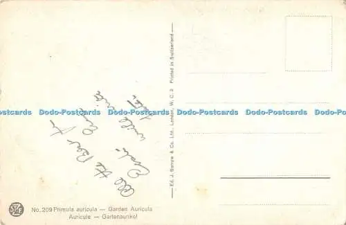 R406601 St Z F No 209 Primula auricula Garden Auricula Auricule Gartenaurikel J