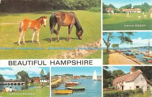 R411857 Schöne Hampshire Lachspferde Multi View