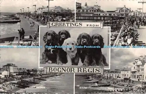 R411899 Grüße von Bognor Regis D 11730 Welpen normannischer Schuhschmied und Etherid