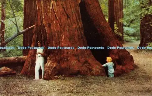 R414228 California Muir Woods National Monument in der Höhle dieses riesigen