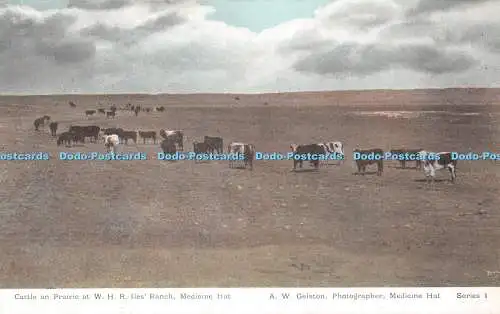 R414704 Rinder auf Prärie auf der W H R Iles Ranch Medizinhut A W Gelston Serie 1