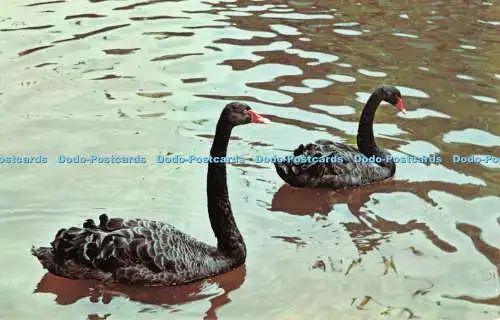 R419564 Dawlish Black Swans Postkarte