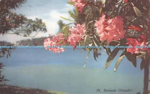 R423229 Bermuda Oleanders A J Gorham Mardon Son and Hall