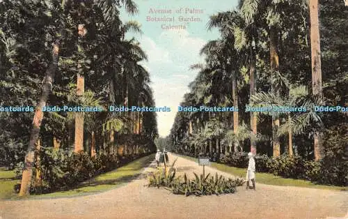 R425879 Kalkutta Avenue of Palms Botanischer Garten Postkarte