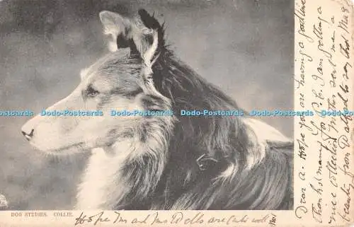 R427365 Dog Studies Collie Tuck Serie 1216 1904