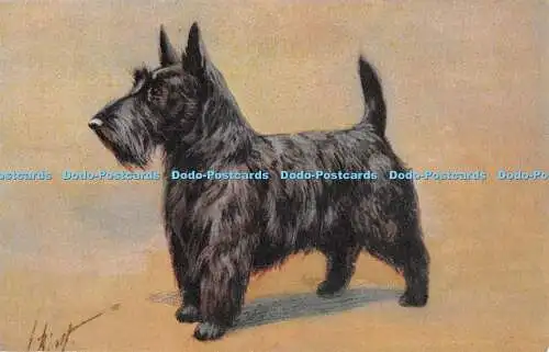 R427931 No 96 Scotch Terrier Terrier ecossais Stehli