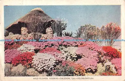 R429355 Wildblumen Reserve Caledon S A Veldblomtuin H K 1947 G und S