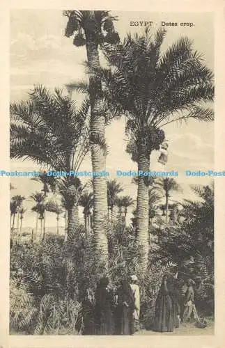 R431560 Ägypten Datteln Ernte B Livadas und Coutsicos