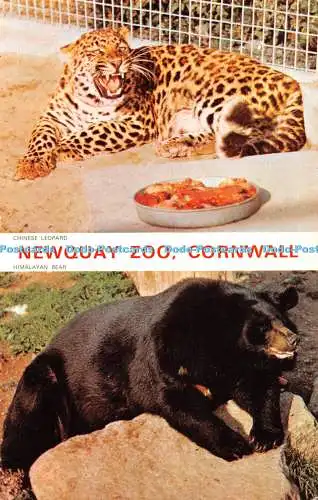 R432146 Cornwall Newquay Zoo Chinesischer Leopard Himalaya Bär Jarrold A Cotman Col