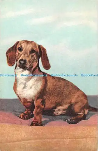 R432781 Nr 12 Dackel Basset Stehli Hund