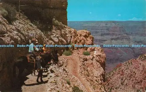 R436572 Arizona Near Top of Kaibab Trail Grand Union National Park Fred Harvey