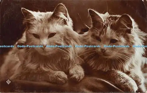 R441594 Zwei Katzen Postkarte 1915