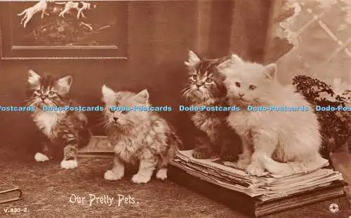 R439359 Our Pretty Pets Drehfoto