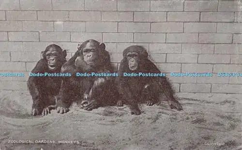 R441907 Zoological Gardens Monkeys G D and D The Star Series