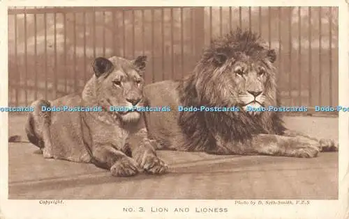 R441918 Lion and Lioness Zoological Society of London No 3 D Seth Smith F Z S 19