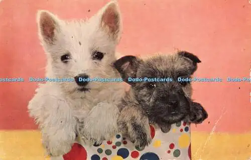 R442114 Zwei Hunde J Lachs Postkarte 1964