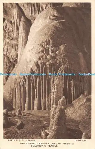 R443962 A G H Gough The Caves Cheddar Orgelpfeifen in Salomons Temple