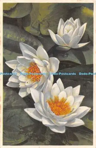 R445604 Nymphaea alba Seerosen Photochromie Offset Serie 669 Nr 1912 1938
