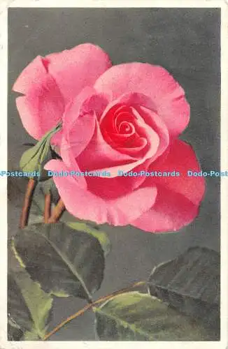 R451961 Rose E Gyger Postkarte