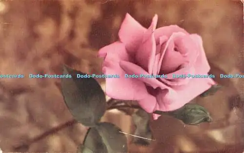 R452873 Rose Photochrom 1955