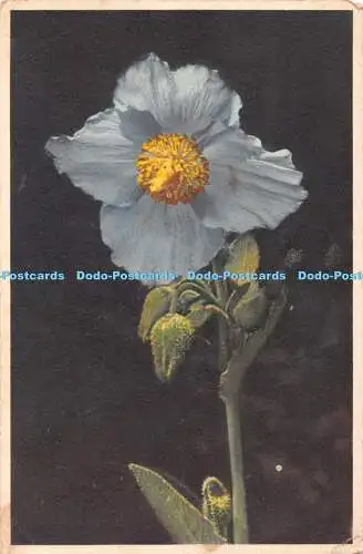 R453089 St Z F No 363 Meconopsis Baileyi Himalaya Mohn Pavot des Indes Himalaya