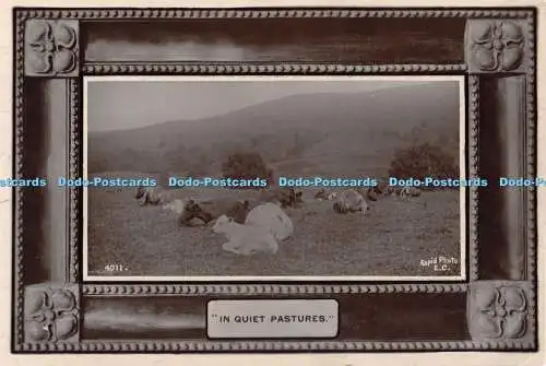 R453134 4011 Schnelles Foto auf ruhigen Weiden