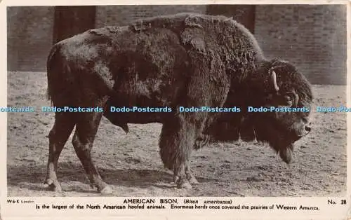 R454609 W and K London American Bison No 28 Wild and Kray RP