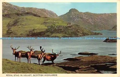 R459879 Royal Stag in Velvet Scottish Highlands PT37143 J B White Colourmaster I