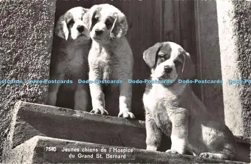 R460097 7540 Jeunes chiens de lHospice du Grand Bernhardiner Welpen Hunde Jaeger G