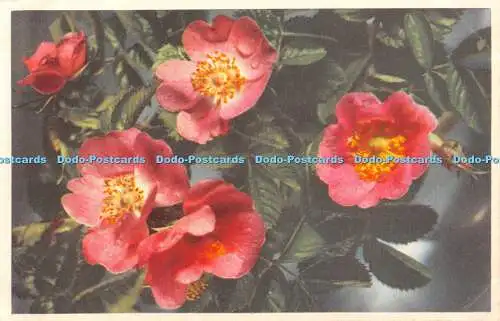 R461263 Wild Briar Dog Rose Valentine Flower Serie Nr 5 RP