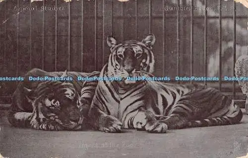 R461325 Tiger im Zoo Animal Studies Gambier Bolton F Z S Tuck Silverette Se