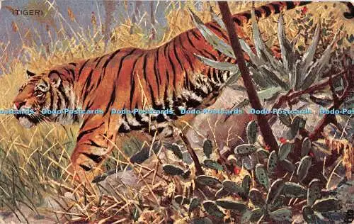 R463415 Tiger Postkarte