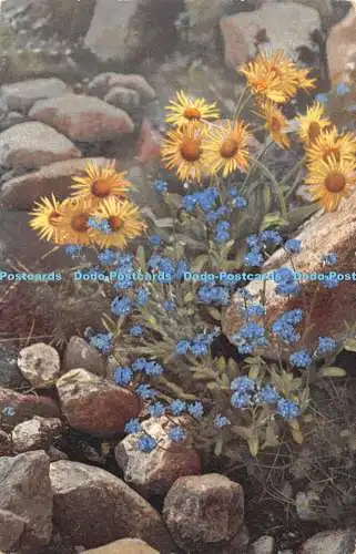 R463796 Aronicum glaciale Myosotis alpestris Photochromie 526