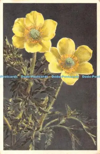 R465744 Nr. 966 Anemone sulfurea Anemone a fleurs jaunes Schwefelgelb Anemone S