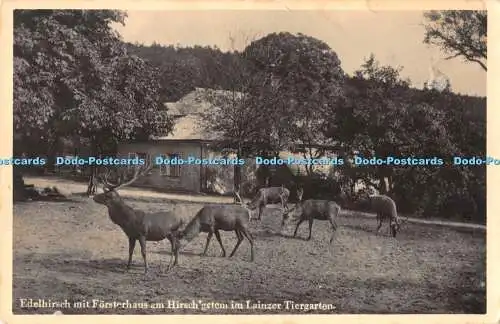 R462495 Edelhirsch mit Forsterhaus am Hirsch Gstem im Lainzer Tiergarten Fritz B