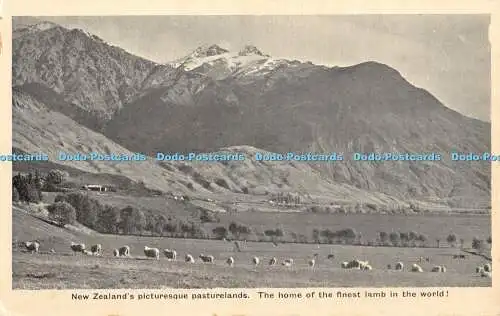 R466116 Neuseeland malerische Weiden Die Heimat des feinsten Lammes in th w