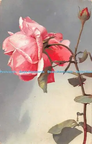 R462979 Red Rose Madame Testout Nenke and Ostermaier Photochromie Serie 501 No 7