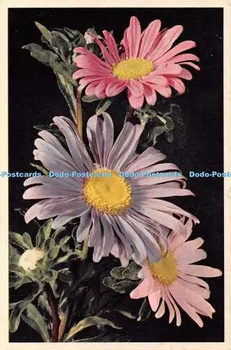 R466541 China Asters J Arthur Dixon From a Natural Colourful Photograph