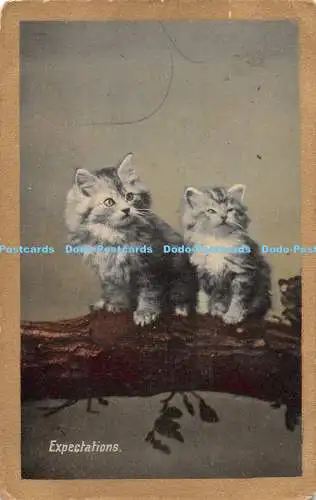 R465533 Erwartungen Katzen Kätzchen Valentinstag Serie 1917