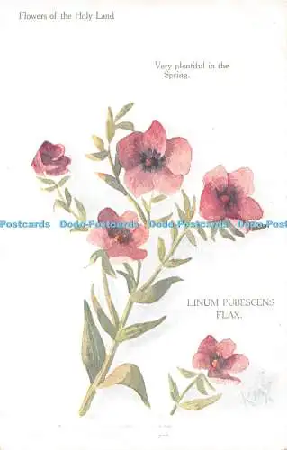 R465566 Blumen des Heiligen Landes Sehr reichlich im Frühling Linum Pubescens Fl