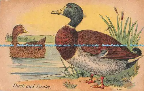 R466962 Ente und Erpel Postkarte