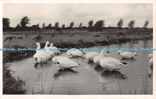 R466968 Grüße vom Severn Wildfowl Trust Slimbridge Gloucestershire Großraum