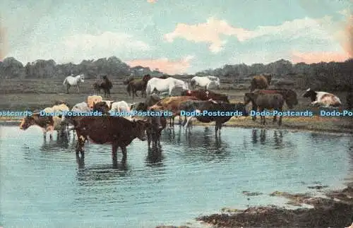 R467699 Kühe und Pferde am Fluss T E K Serie 862