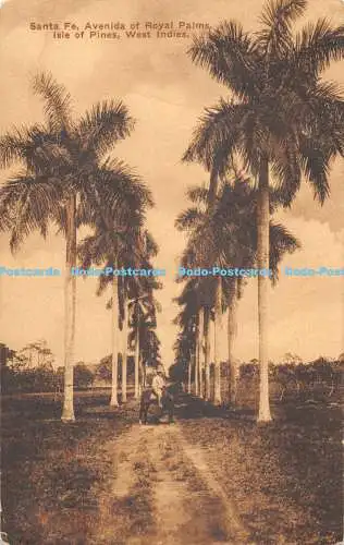 R474818 Santa Fe Avenida of Royal Palms Isle of Pines Westindies A G Campbell T