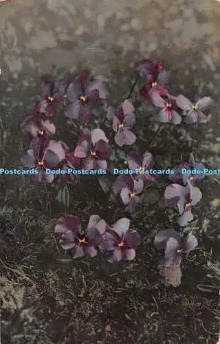 R477924 Viola calcarata Nenke und Ostermaier Photochromie 1911