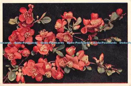 R468868 Japonica J Arthur Dixon Postkarte